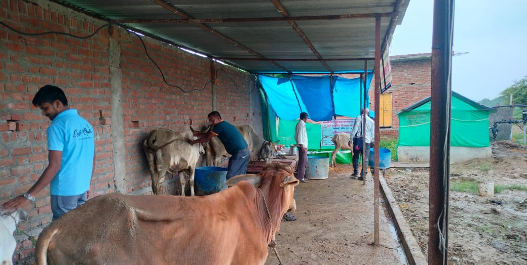 Gaushala Activity